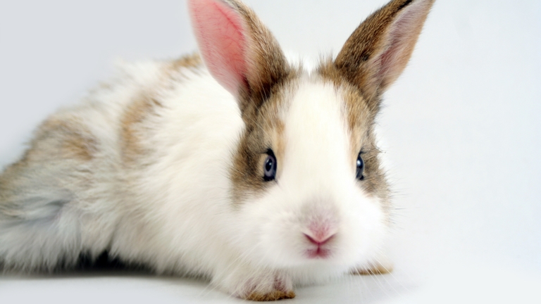 an image of a rabbit