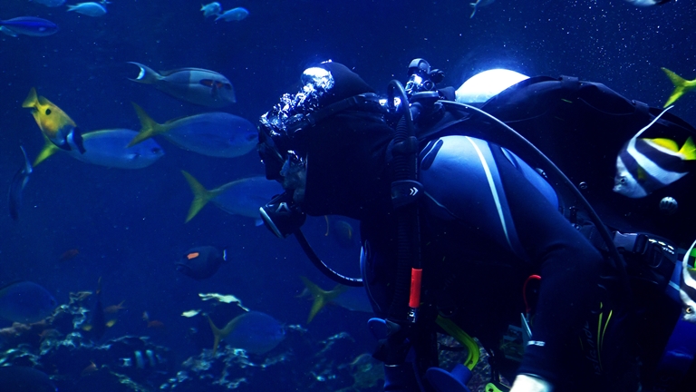 scuba diving with fishes
